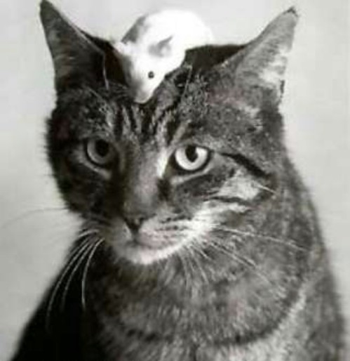 cat-and-mouse05 Trust is never an easy thing to attain...
